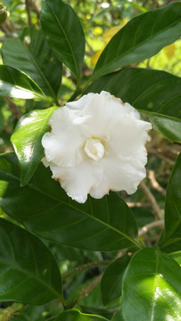 茶花