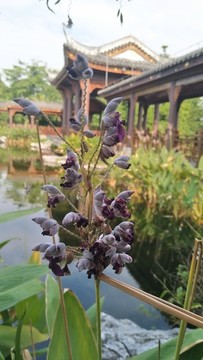 海珠湿地