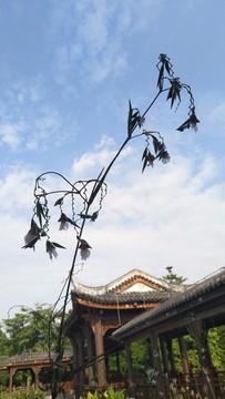 海珠湿地