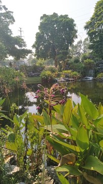 海珠湿地