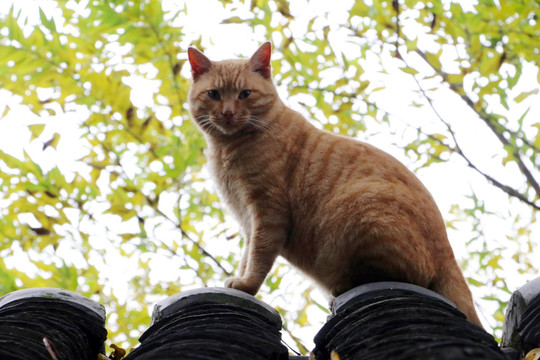 花猫素材 高清 猫素材