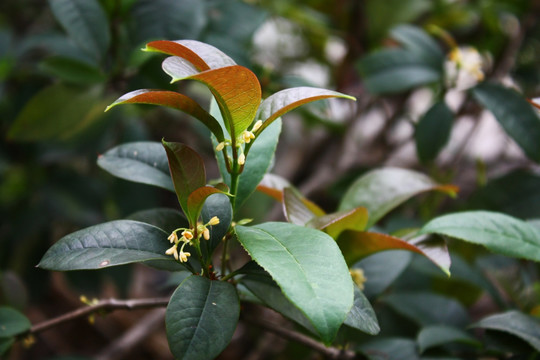 桂花