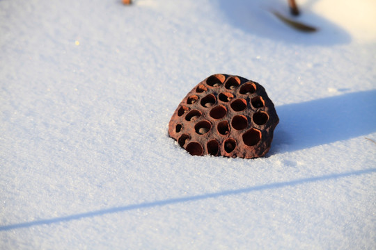 莲子 藕 荷 残荷 雪地 冬天