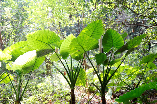 海芋叶子热带植物