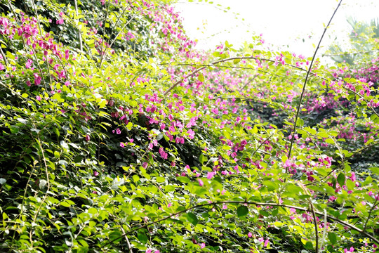 户外野花粉色野花小花