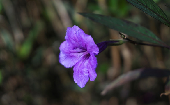 紫花扶桑