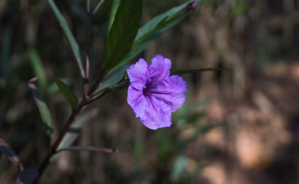 紫花扶桑