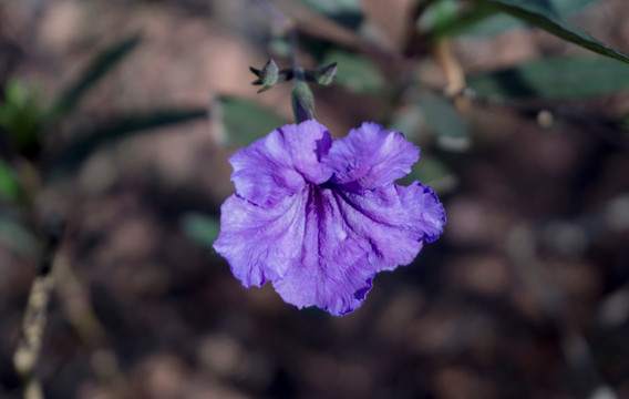 紫花扶桑