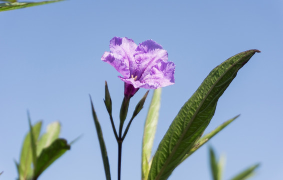 紫花扶桑