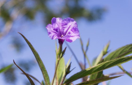 紫花扶桑