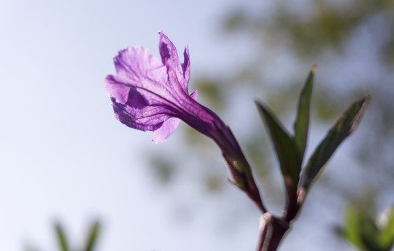 紫花扶桑