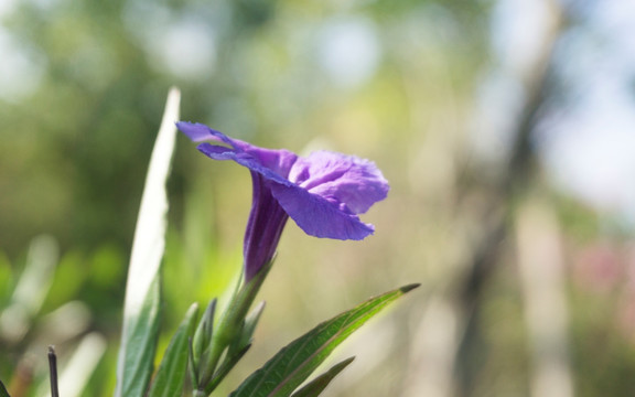 紫花扶桑