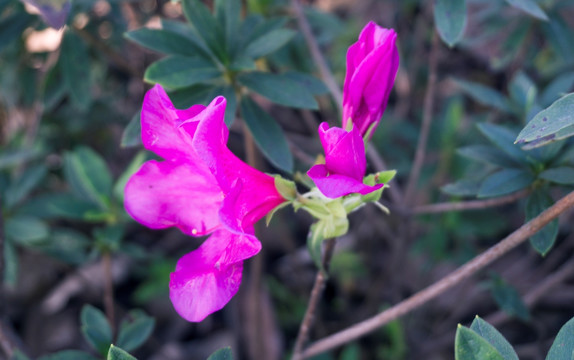 杜鹃花