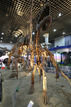 古生物物姜氏巴克龙化石