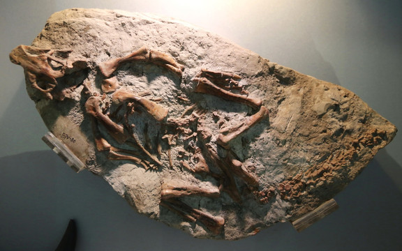 古生物鹦鹉嘴龙化石