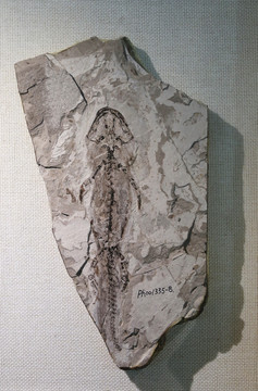 晚侏罗世天义初螈的化石