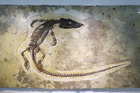 早白垩世楔齿满洲鳄化石