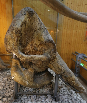 山西兽头骨化石