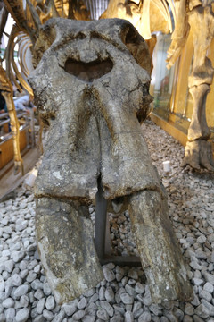 山西兽头骨的化石
