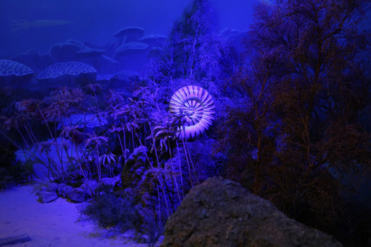 奥陶陶纪海螺塑像