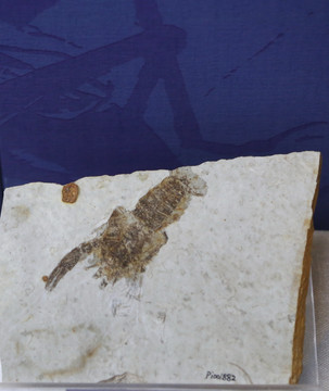 早白垩世里森古蝲蛄虾化石
