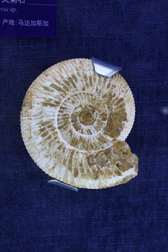 晚侏罗世巴甫洛夫菊石化石
