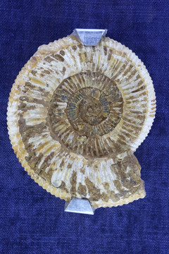 晚侏罗罗世巴甫洛夫菊石化石
