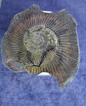 晚侏罗世巴甫洛夫菊石的残化石