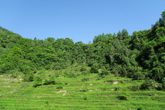绿树青山