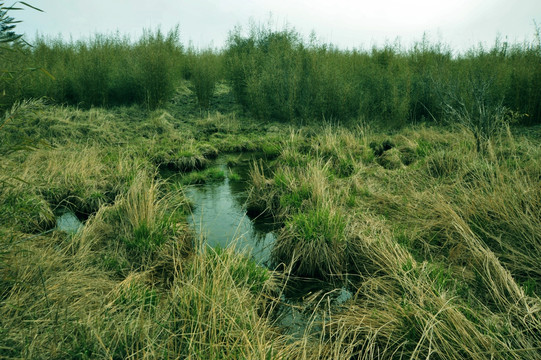 沼泽湿地