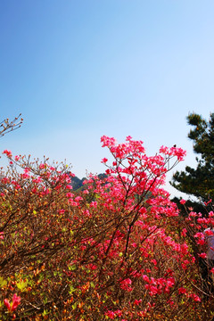 湖北麻城龟山杜鹃花