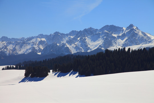 天山雪松