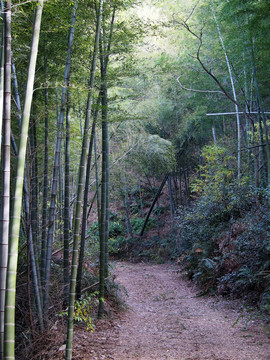 宁波上虞凤鸣山竹林小道