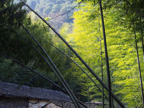 宁波上虞凤鸣山竹林风光