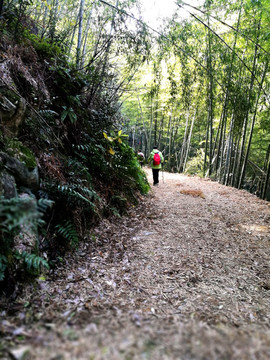 宁波上虞凤鸣山竹林山路