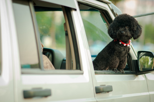 泰迪贵宾犬