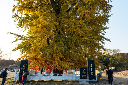 郯城县唐代银杏树