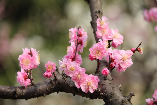 梅花