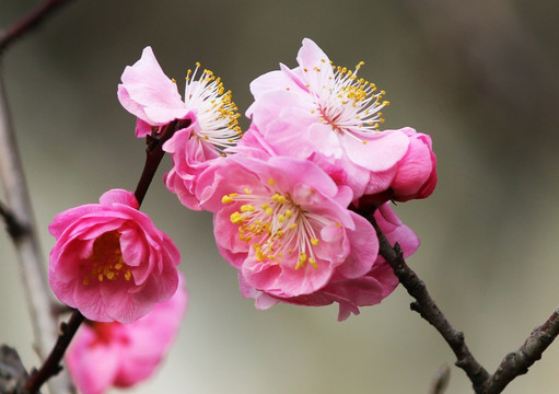 梅花情侣