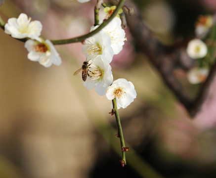 白梅与蜜蜂