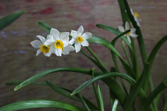 水仙花