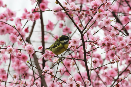 梅花与雀
