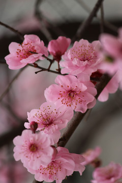 红梅