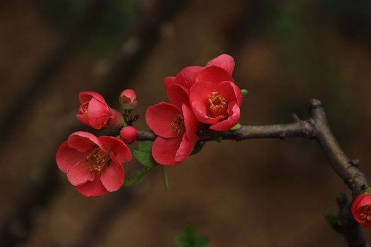 铁杆海棠花