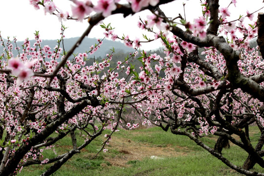 桃花林