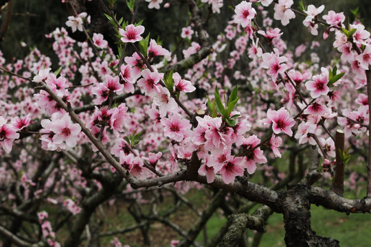 桃林惹芳菲
