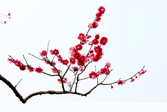 红梅
