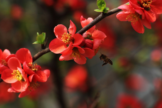 蜂花恋
