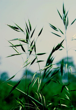草