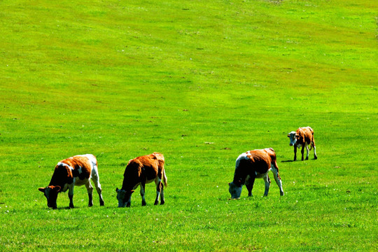 草原吃草的牛群